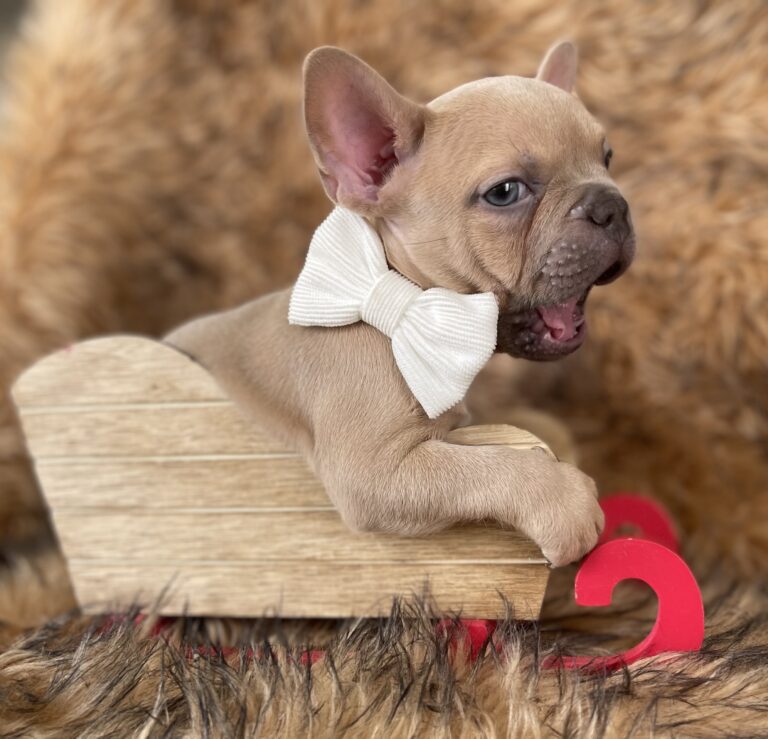 Brady | Lilac Fawn Male French Bulldog | Born 10/1/22