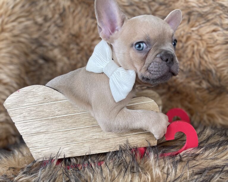 Brady | Lilac Fawn Male French Bulldog | Born 10/1/22