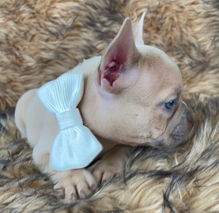 Brady | Lilac Fawn Male French Bulldog | Born 10/1/22