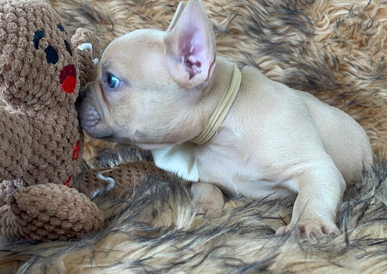 Brady | Lilac Fawn Male French Bulldog | Born 10/1/22