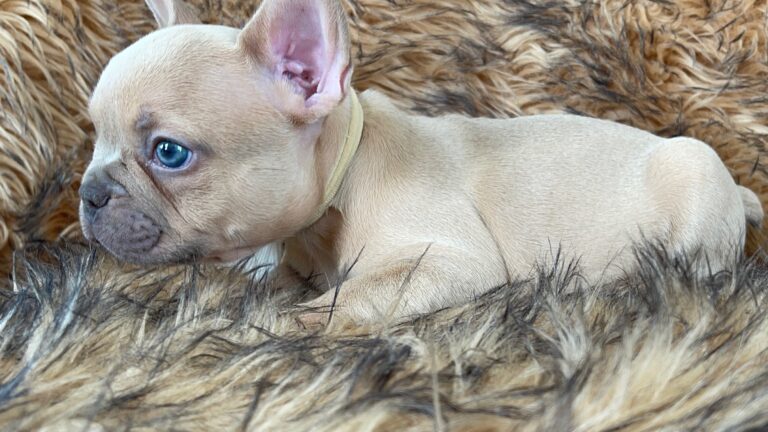 Brady | Lilac Fawn Male French Bulldog | Born 10/1/22