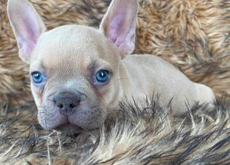 Brady | Lilac Fawn Male French Bulldog | Born 10/1/22