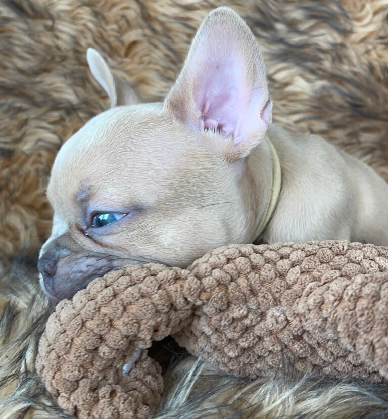 Brady | Lilac Fawn Male French Bulldog | Born 10/1/22