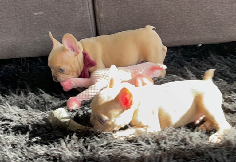 Brady | Lilac Fawn Male French Bulldog | Born 10/1/22