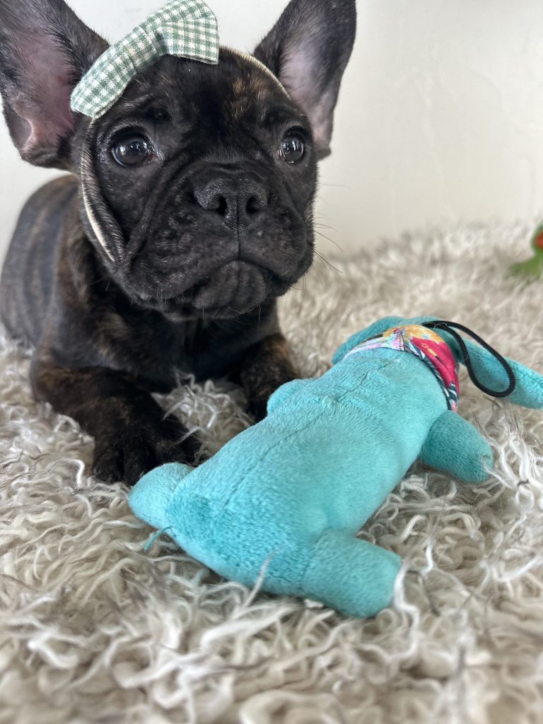 Lizzy | Brindle French Bulldog Female | Available Now