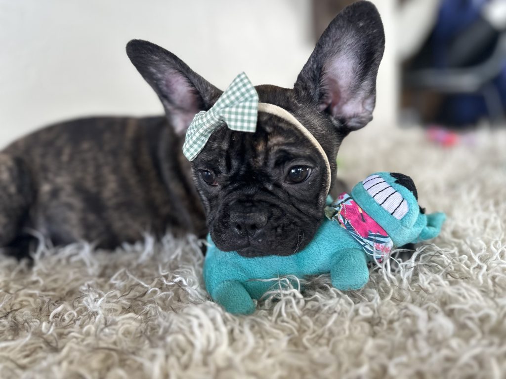 Lizzy | Brindle French Bulldog Female | Available Now