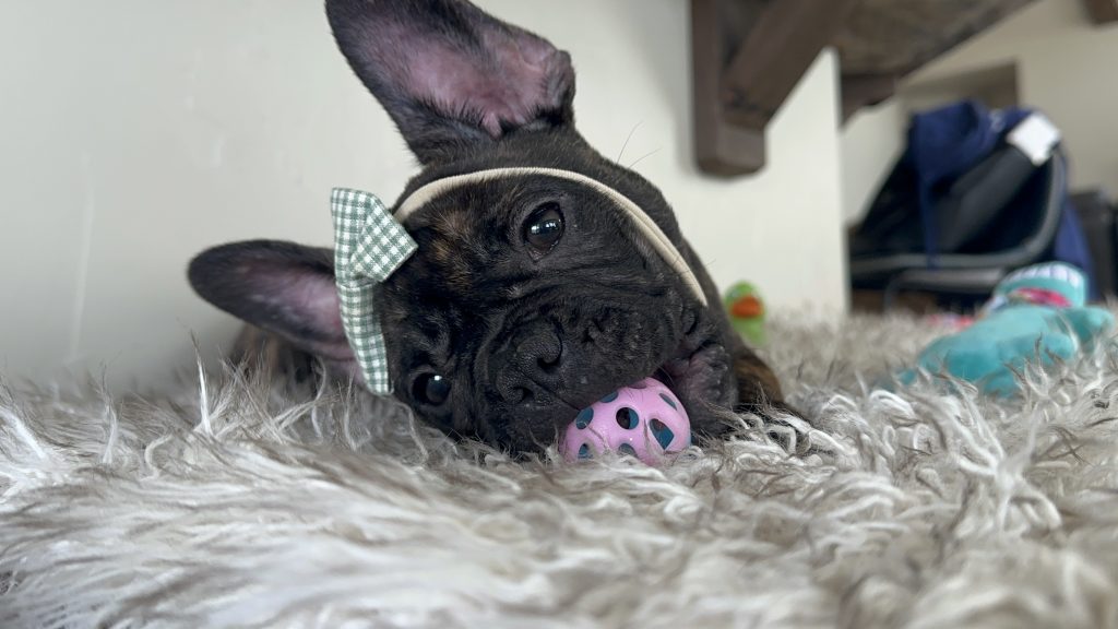 Lizzy | Brindle French Bulldog Female | Available Now