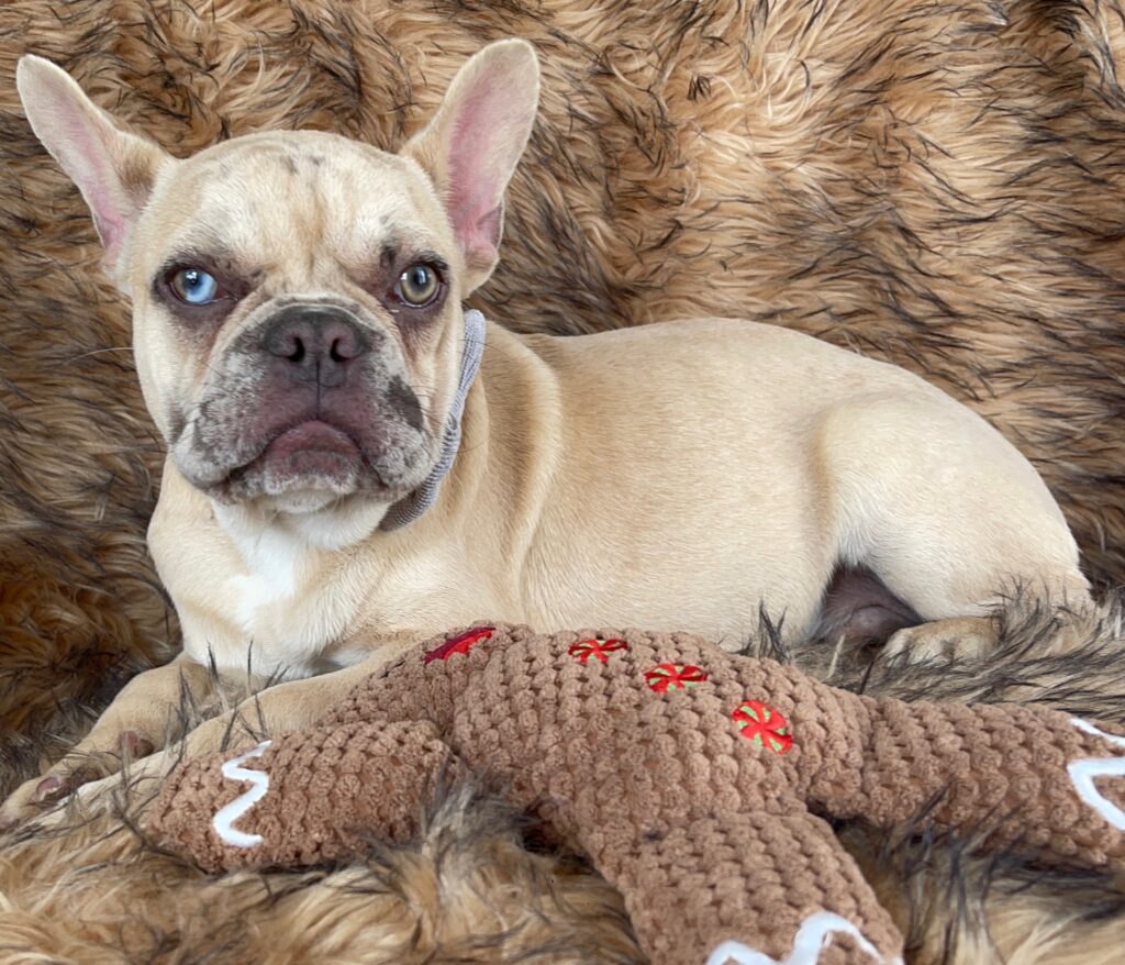 Conrad Lilac Fawn Merle French Bulldog Male