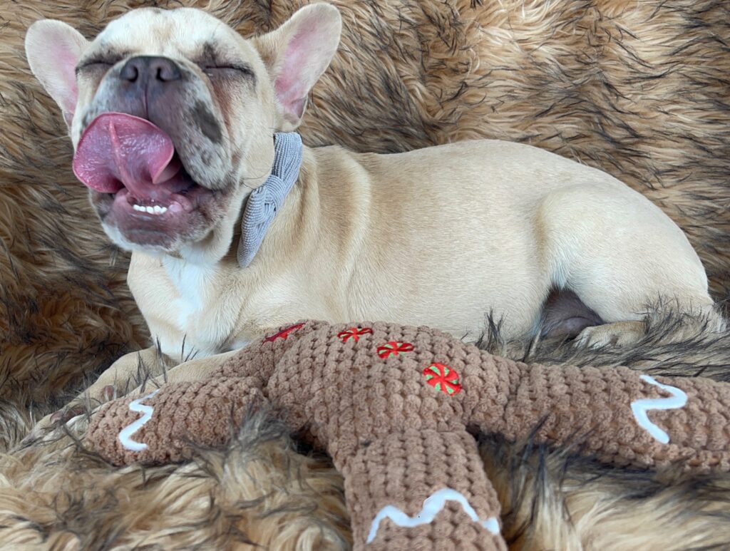 Conrad Lilac Fawn Merle French Bulldog Male