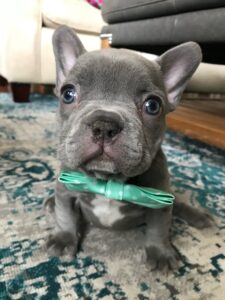Lilac French Bulldogs in Colorado