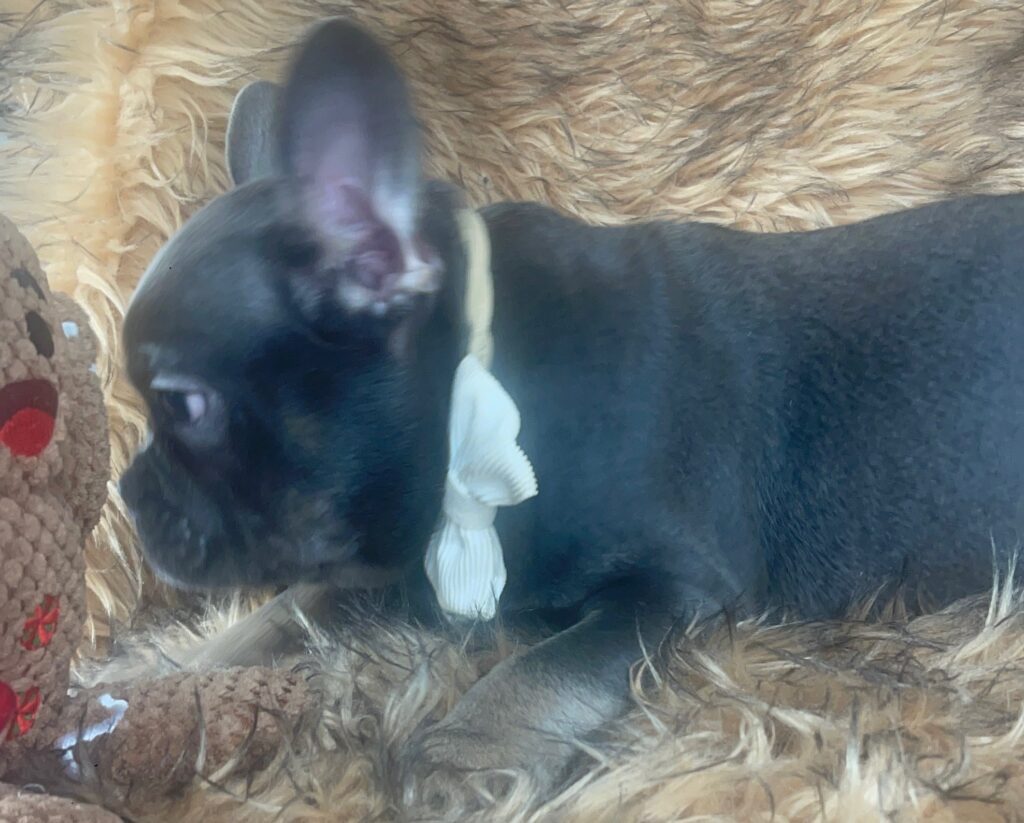 Greeley Blue and Tan French Bulldog Male