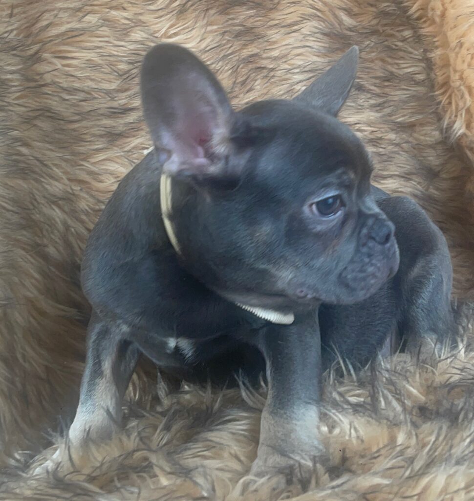 Greeley Blue and Tan French Bulldog Male