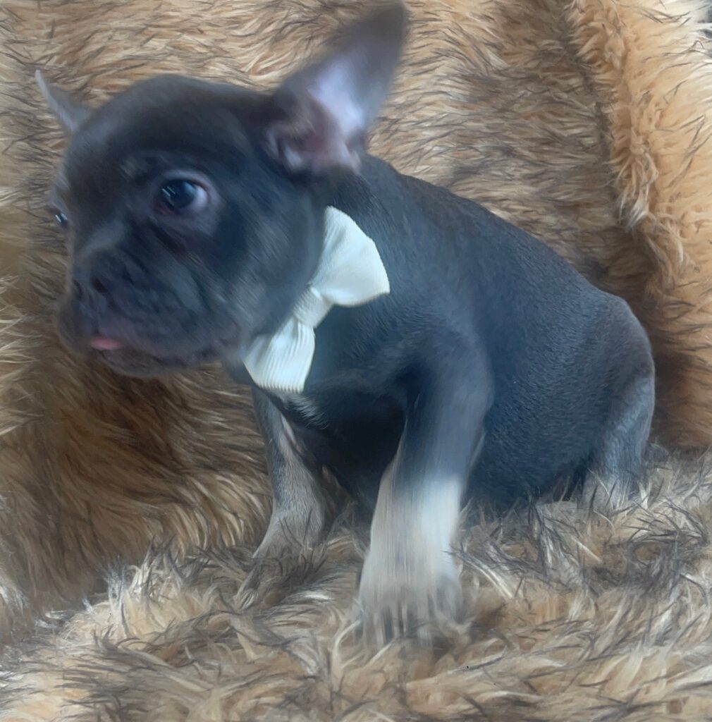 Greeley Blue and Tan French Bulldog Male