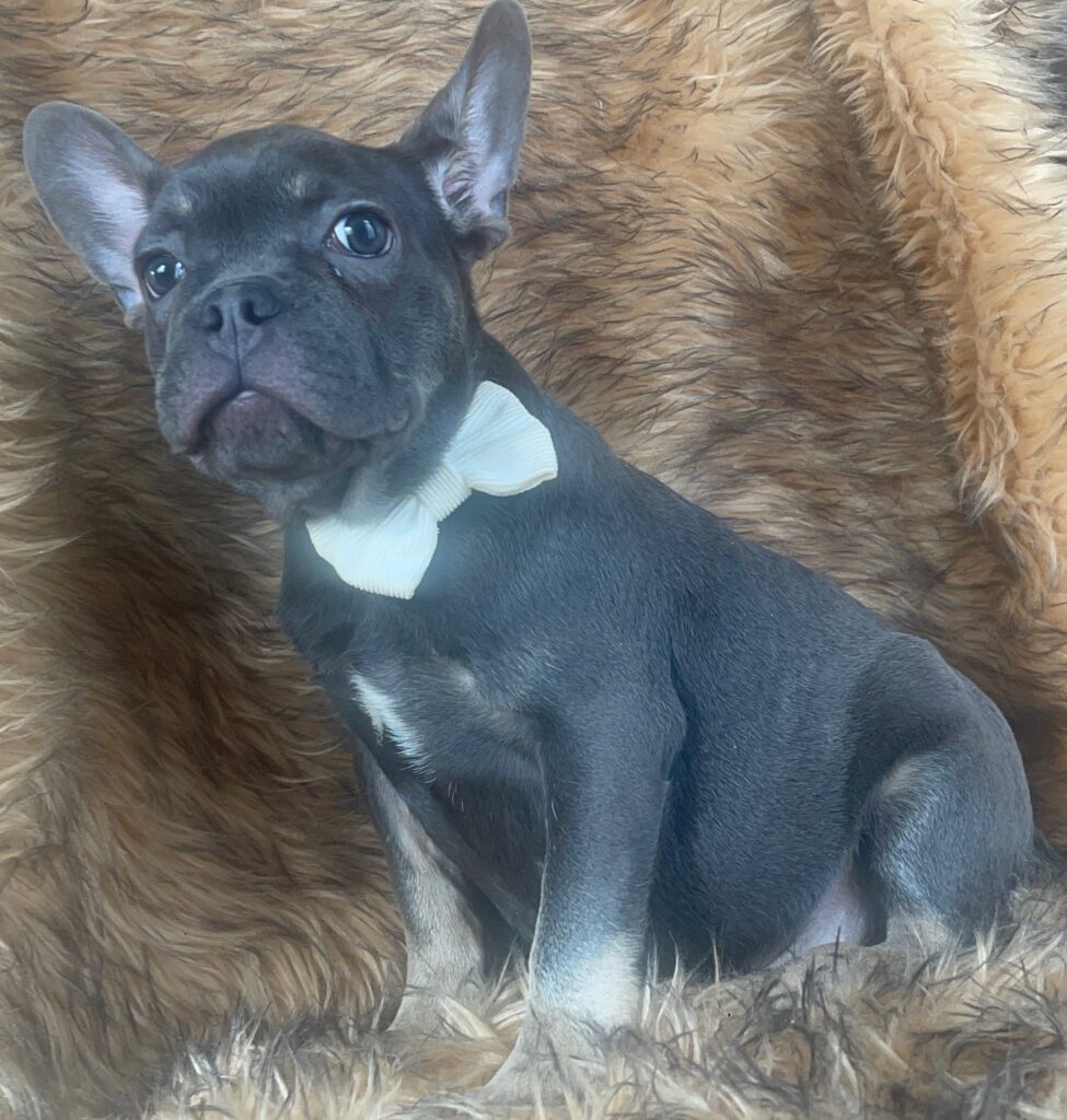 Greeley Blue and Tan French Bulldog Male