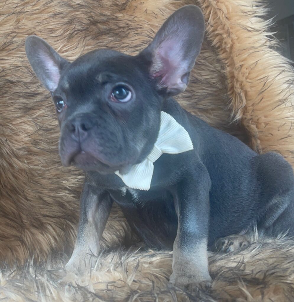 Greeley Blue and Tan French Bulldog Male