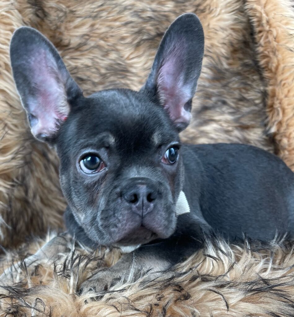 Greeley Blue and Tan French Bulldog Male