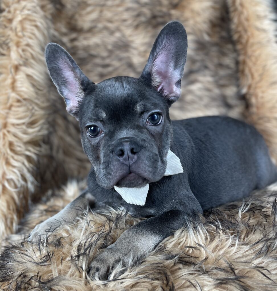 Greeley Blue and Tan French Bulldog Male