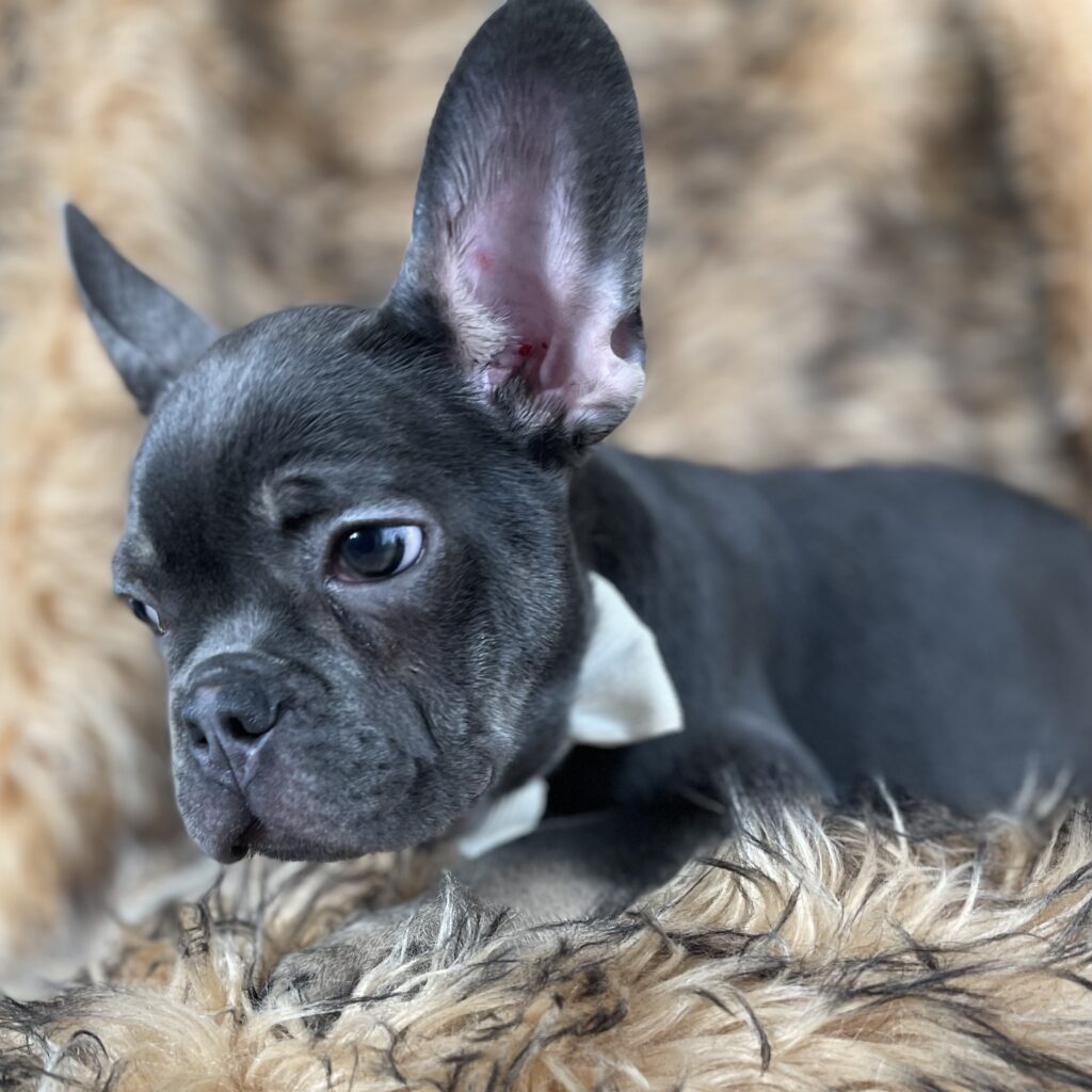 Greeley Blue and Tan French Bulldog Male