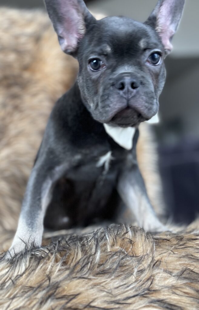 Greeley Blue and Tan French Bulldog Male