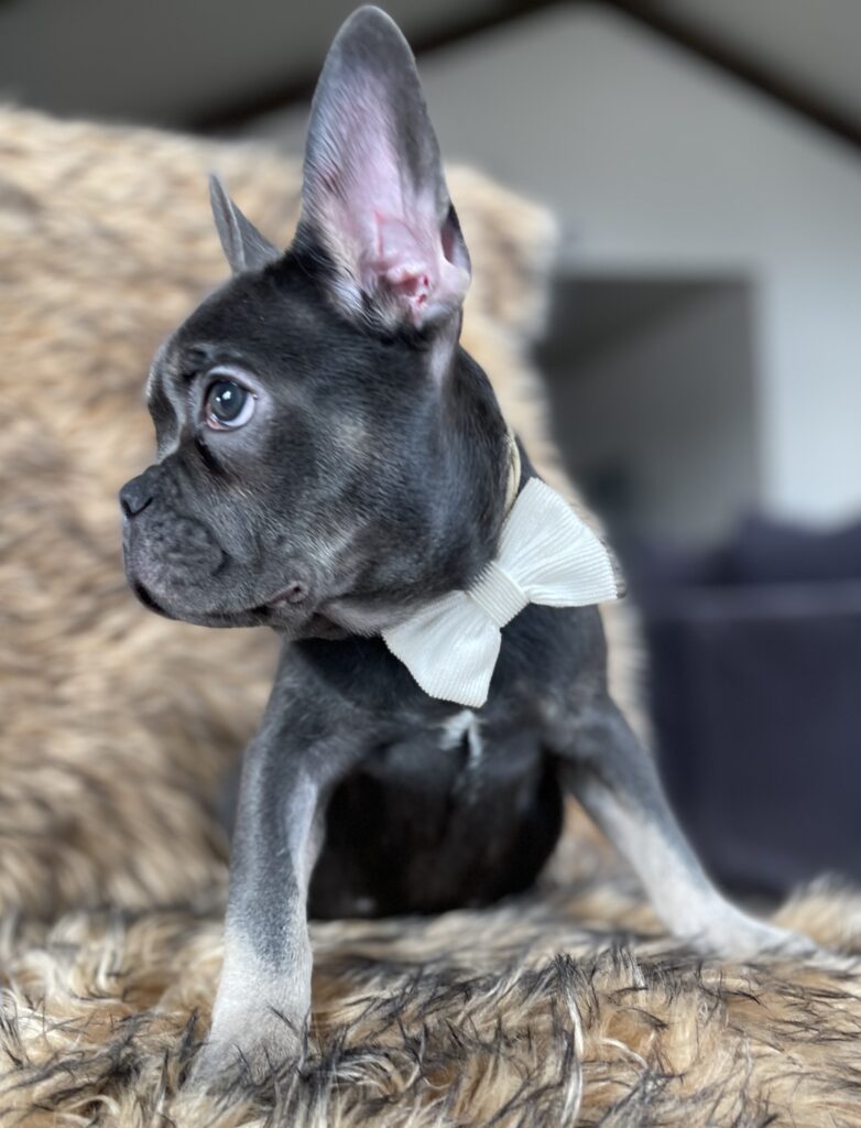 Greeley Blue and Tan French Bulldog Male