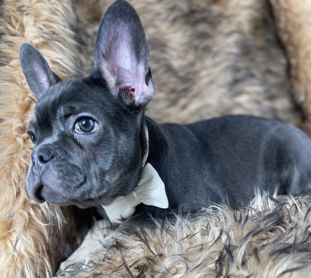 Greeley Blue and Tan French Bulldog Male