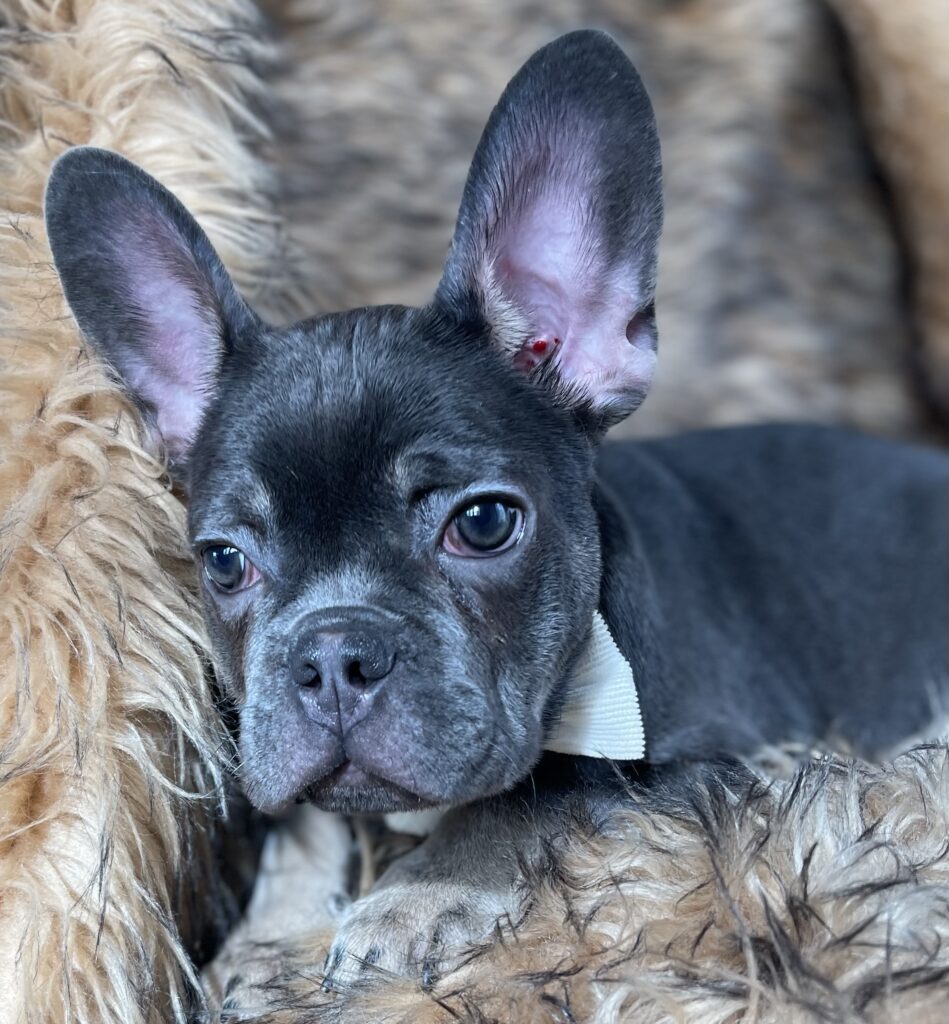 Greeley Blue and Tan French Bulldog Male