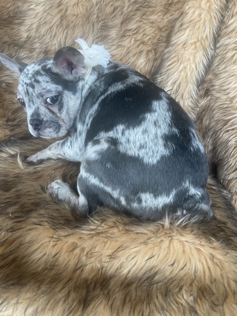 Aspen Blue Merle French Bulldog Female