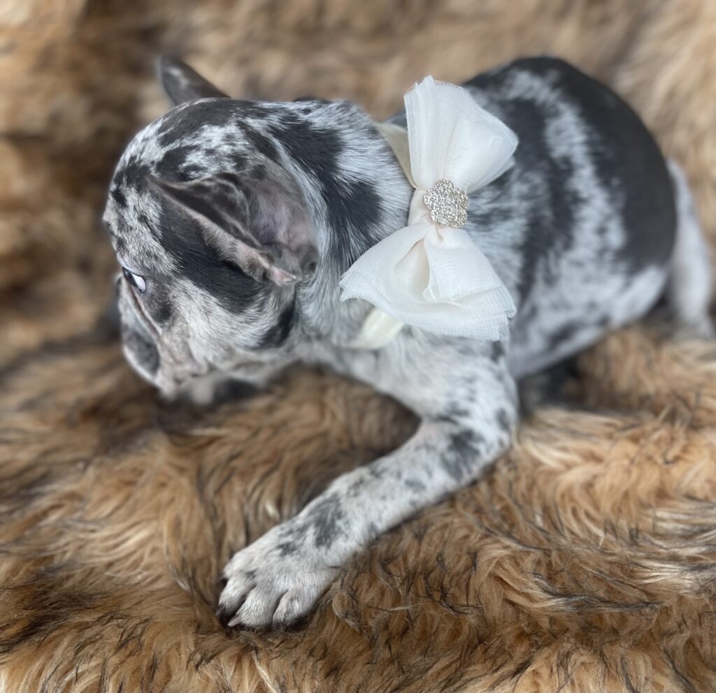 Aspen Blue Merle French Bulldog Female
