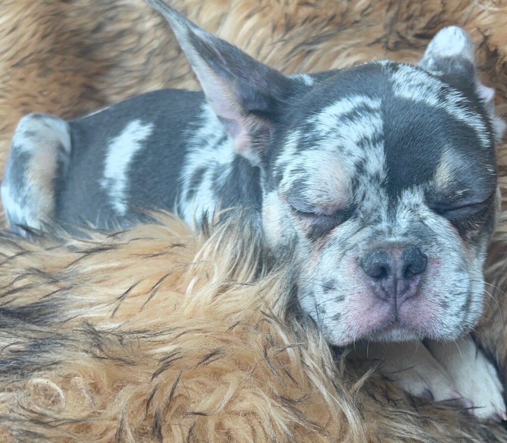 Garland Blue Merle Tan Points French Bulldog Male