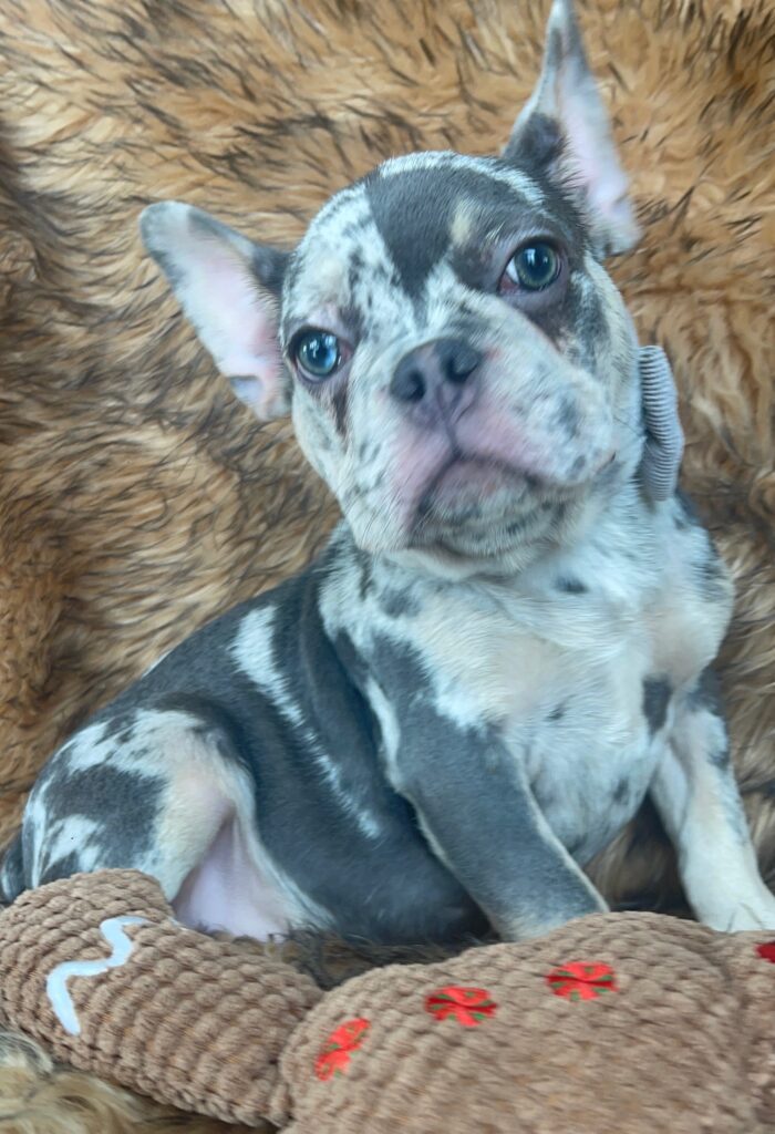 Garland Blue Merle Tan Points French Bulldog Male