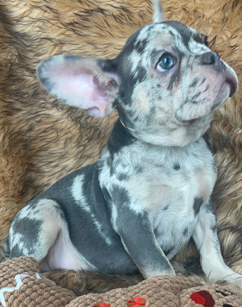 Garland Blue Merle Tan Points French Bulldog Male