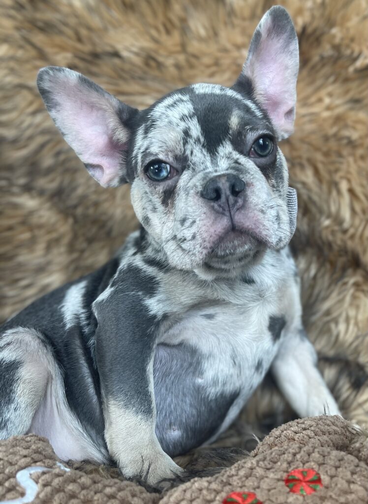 Garland Blue Merle Tan Points French Bulldog Male