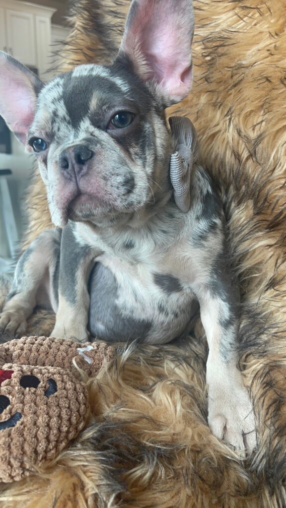 Garland Blue Merle Tan Points French Bulldog Male