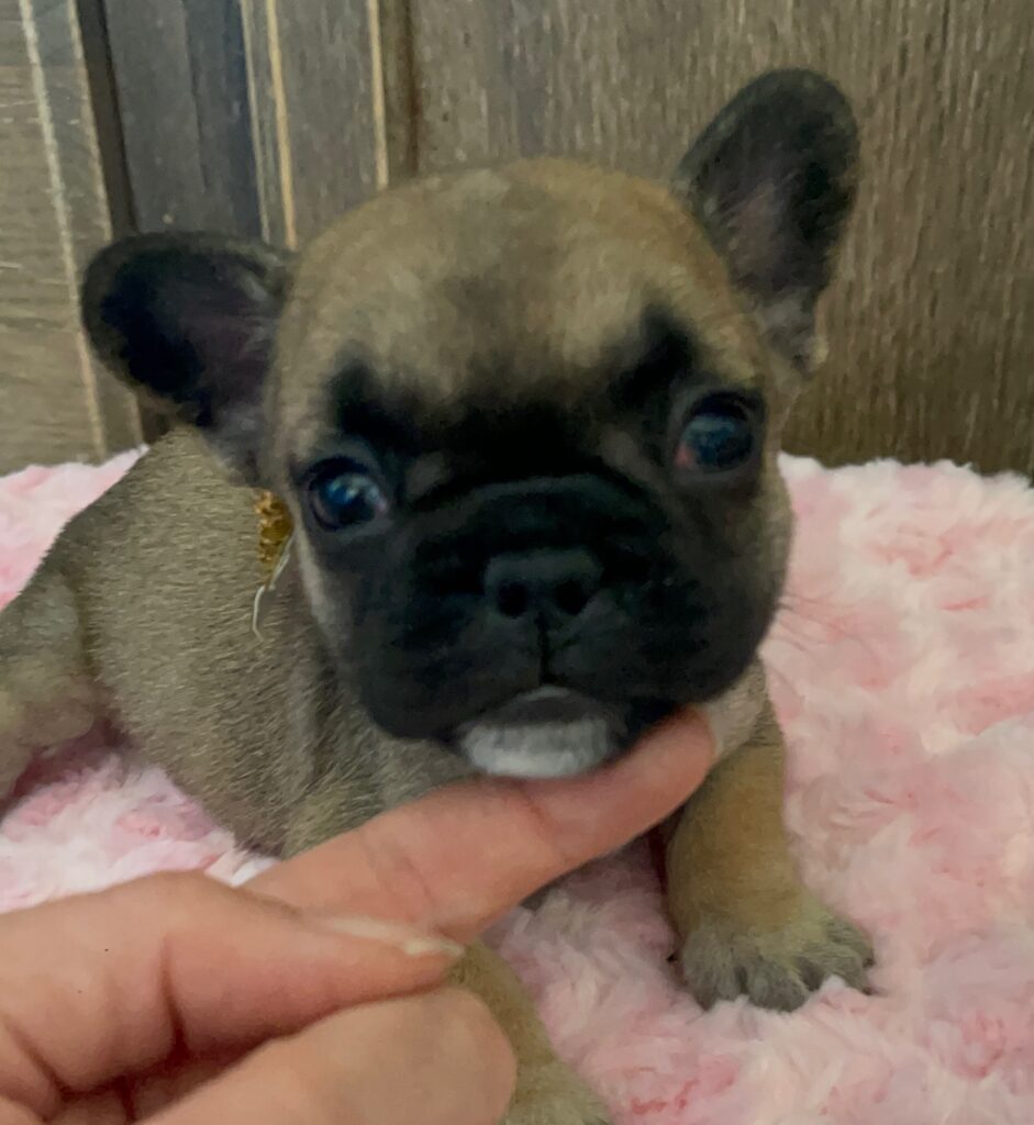 Dixie Fawn French Bulldog Female | Born Sept 24th, 2022
