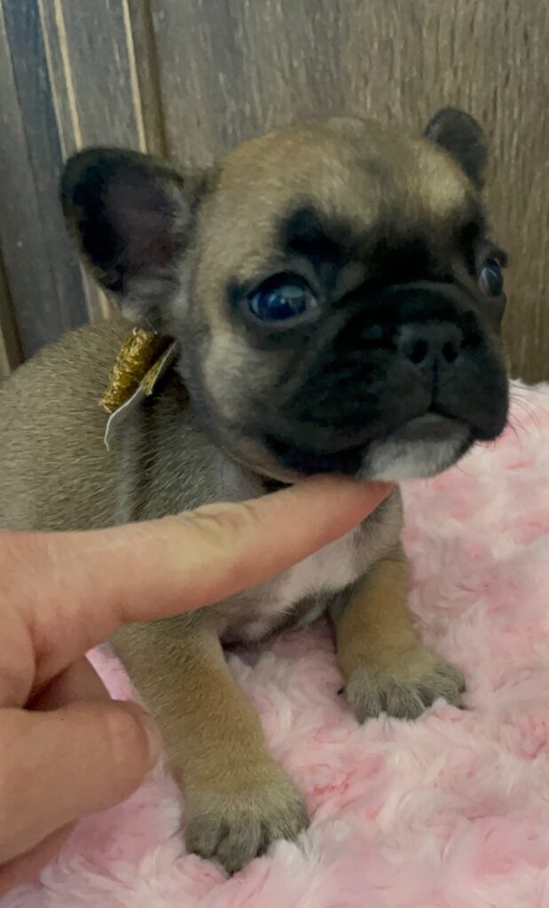 Dixie Fawn French Bulldog Female | Born Sept 24th, 2022