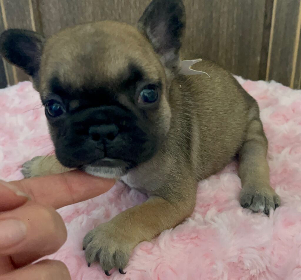 Dixie Fawn French Bulldog Female | Born Sept 24th, 2022