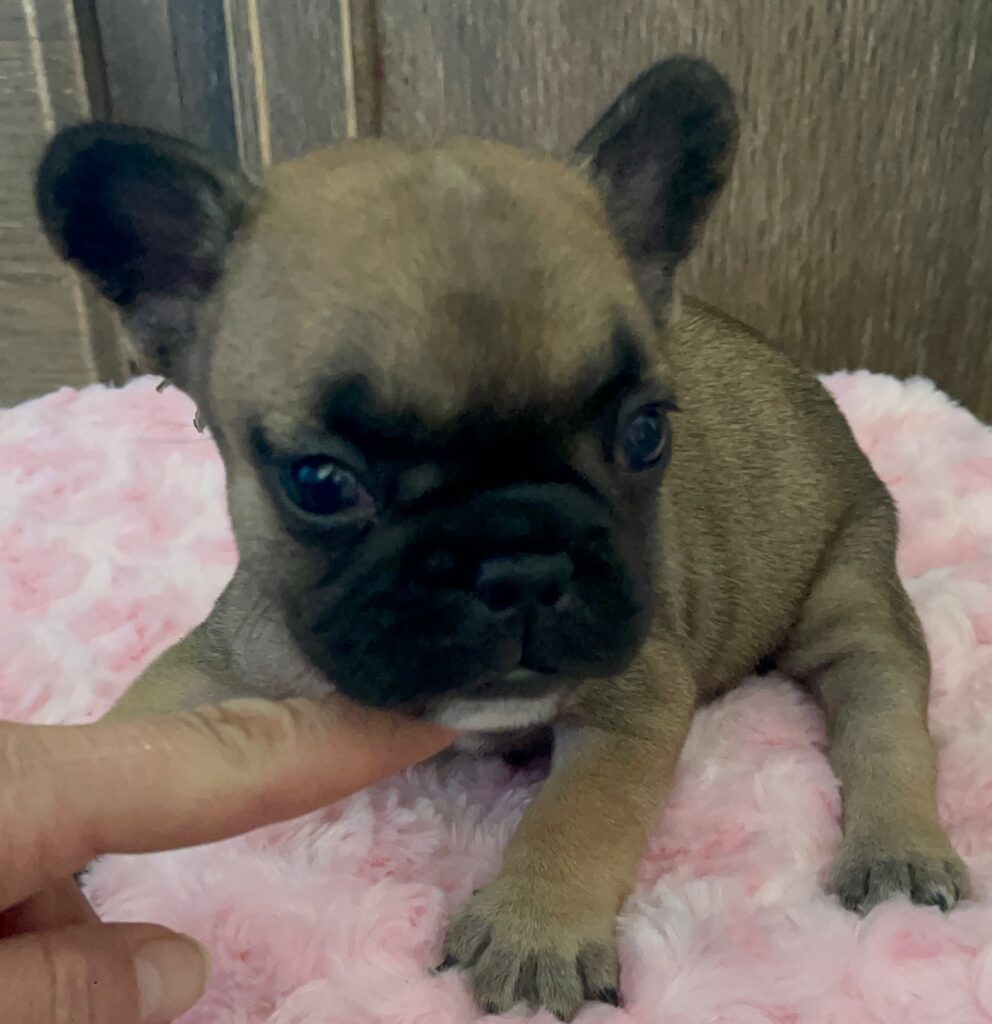 Dixie Fawn French Bulldog Female | Born Sept 24th, 2022
