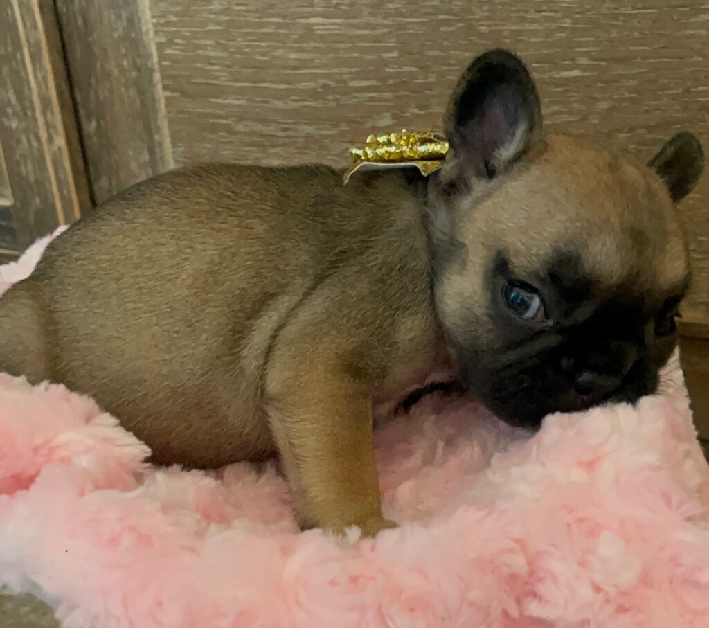 Dixie Fawn French Bulldog Female | Born Sept 24th, 2022