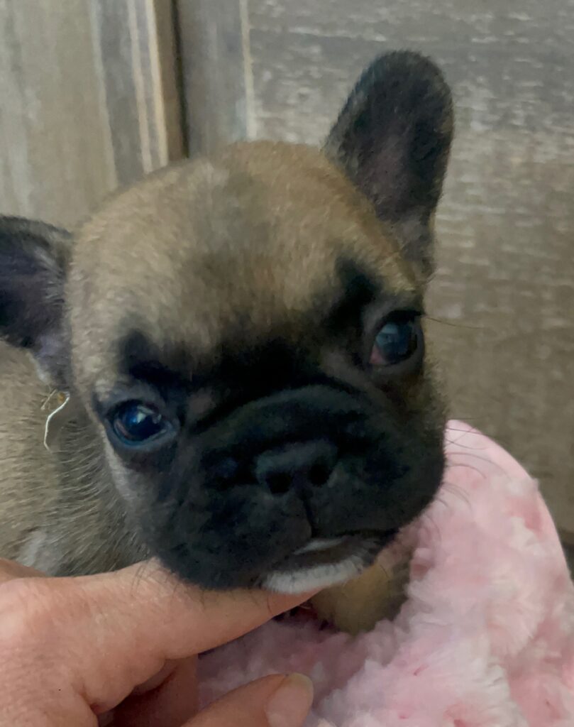 Dixie Fawn French Bulldog Female | Born Sept 24th, 2022