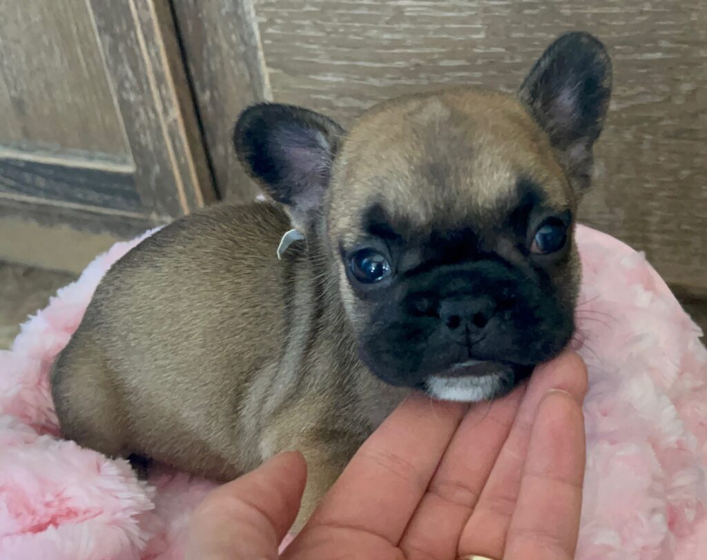 Dixie Fawn French Bulldog Female | Born Sept 24th, 2022