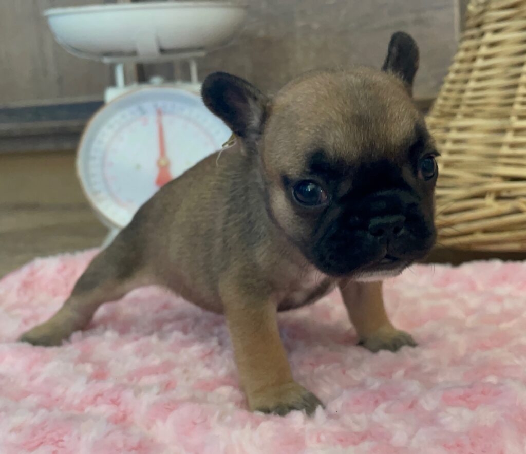 Dixie Fawn French Bulldog Female | Born Sept 24th, 2022