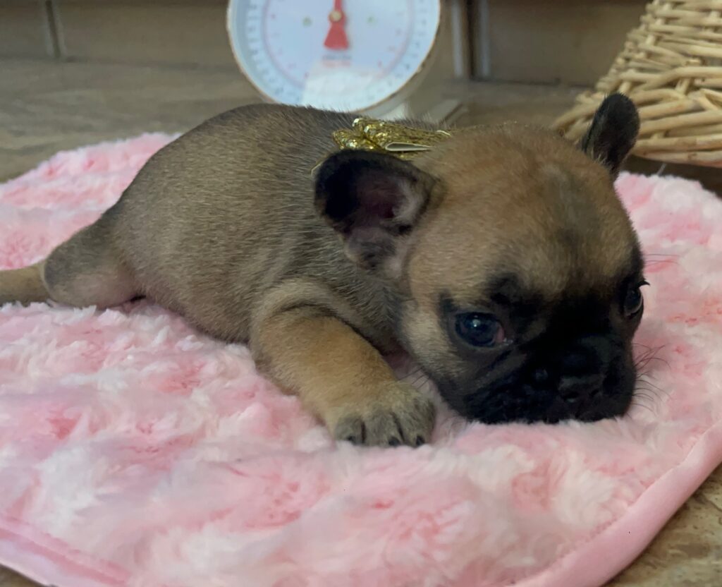Dixie Fawn French Bulldog Female | Born Sept 24th, 2022