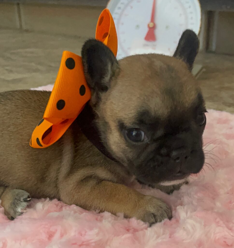 Dixie Fawn French Bulldog Female | Born Sept 24th, 2022