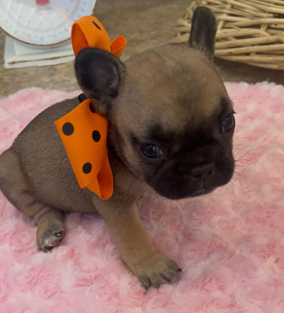 Dixie Fawn French Bulldog Female | Born Sept 24th, 2022