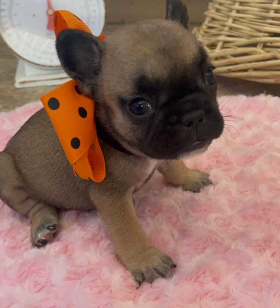 Dixie Fawn French Bulldog Female | Born Sept 24th, 2022