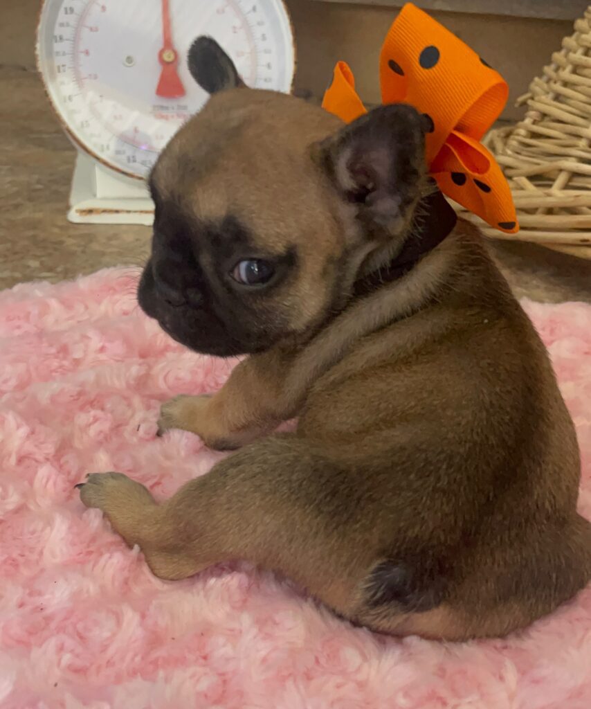 Dixie Fawn French Bulldog Female | Born Sept 24th, 2022