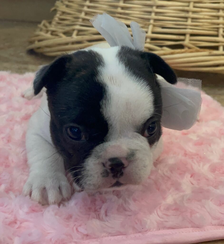Dutchess Brindle Pied French Bulldog Female | Born Sept 24th, 2022