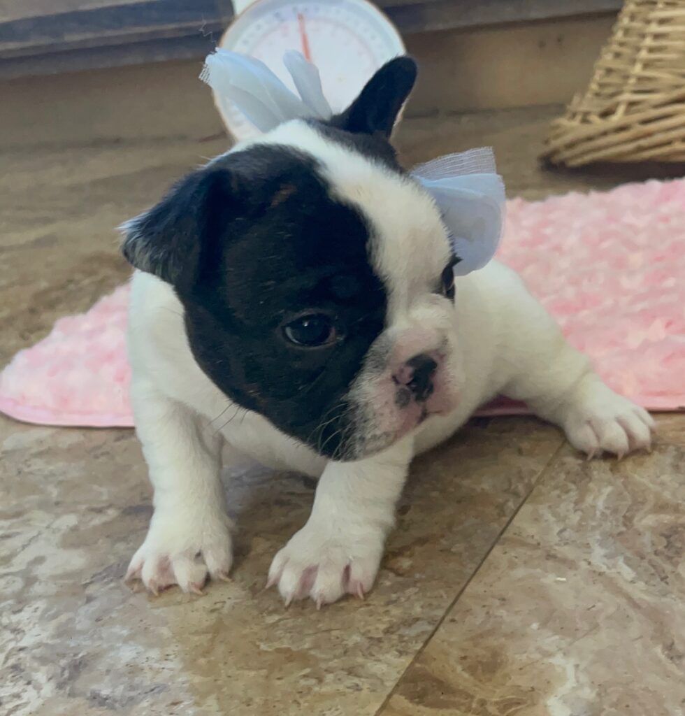 Dutchess Brindle Pied French Bulldog Female | Born Sept 24th, 2022