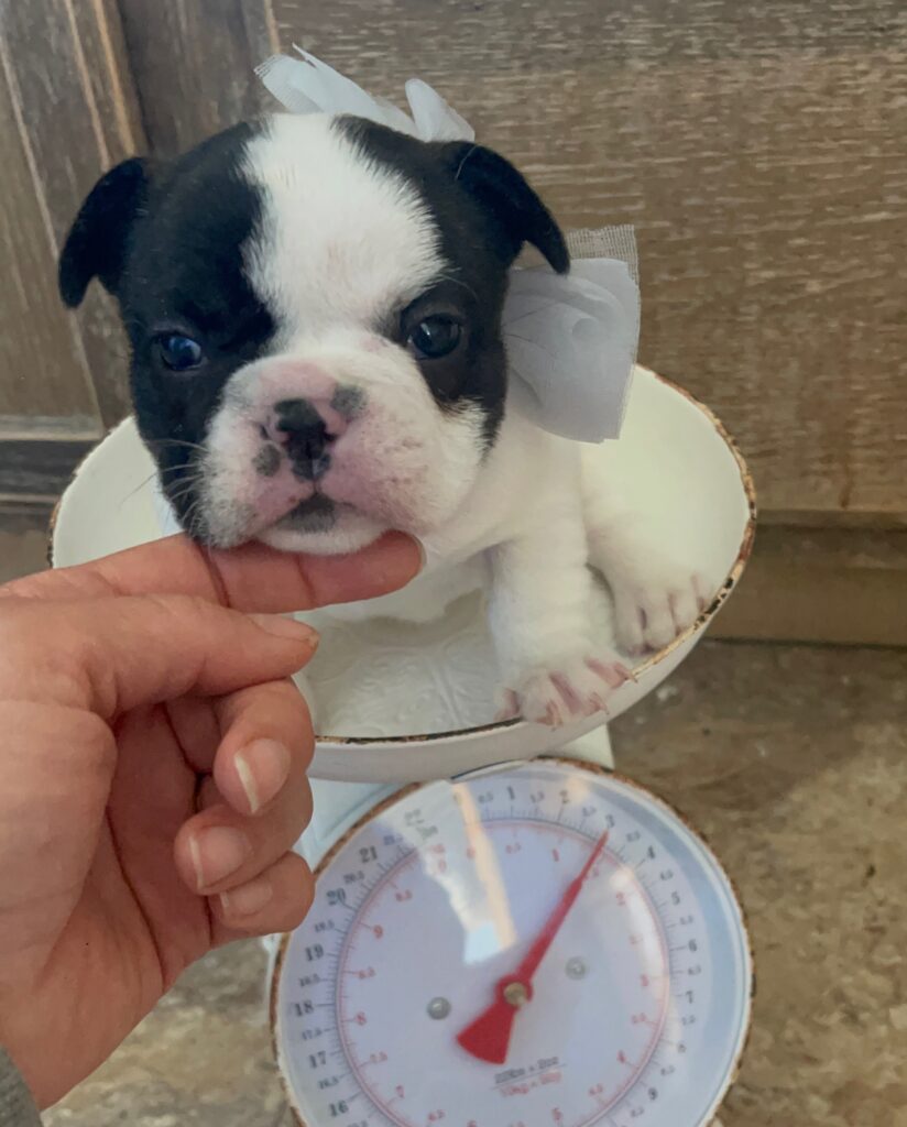 Dutchess Brindle Pied French Bulldog Female | Born Sept 24th, 2022