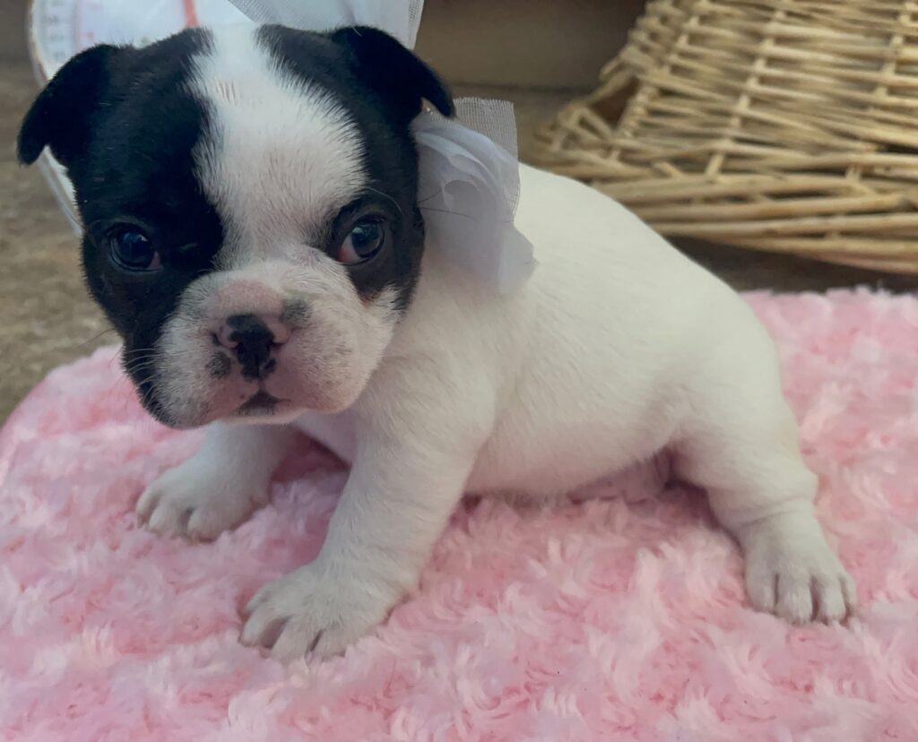 Dutchess Brindle Pied French Bulldog Female | Born Sept 24th, 2022